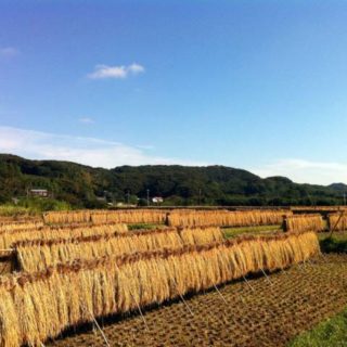 天日干しの風景