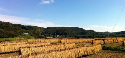 天日干しの風景