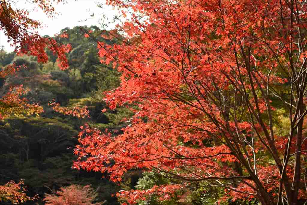 四季を楽しめる古刹 小松寺に親子で行ってみよう Turn南房総