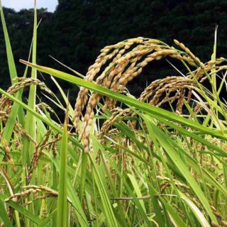 稲穂