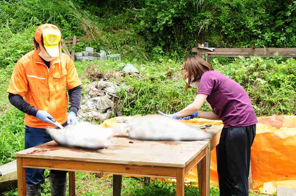 イノシシの解体