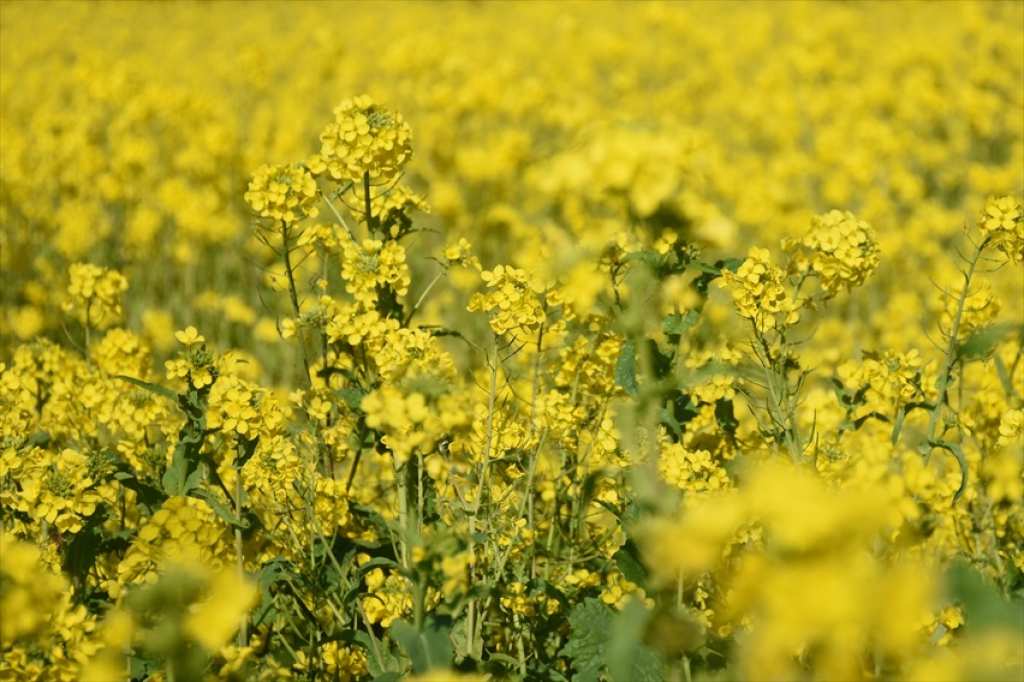 南房総花図鑑 その１ 菜の花 Turn南房総