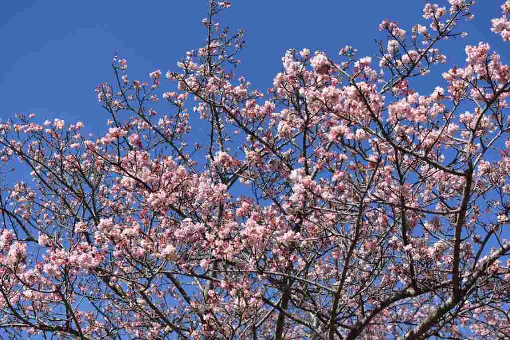 南房総花図鑑 その３ 桜 Turn南房総