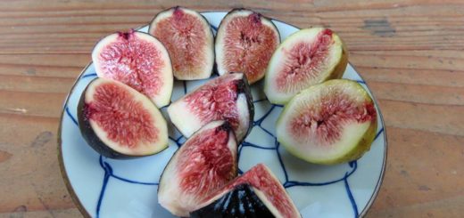 よぜむファームのイチジク