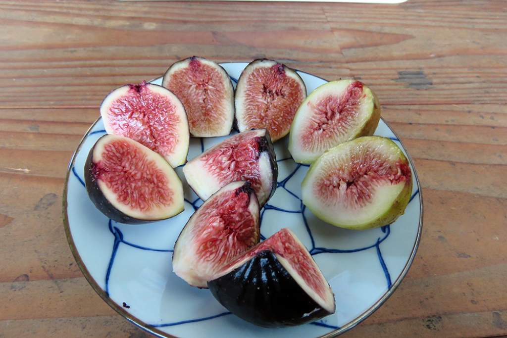 よぜむファームのイチジク