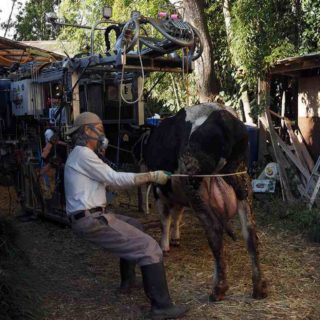 削蹄師の作業風景