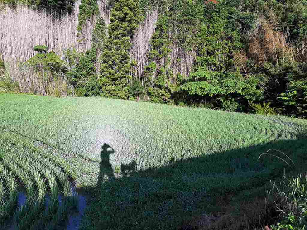 初夏の田んぼの稲