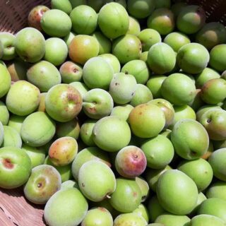 もいだウメの実