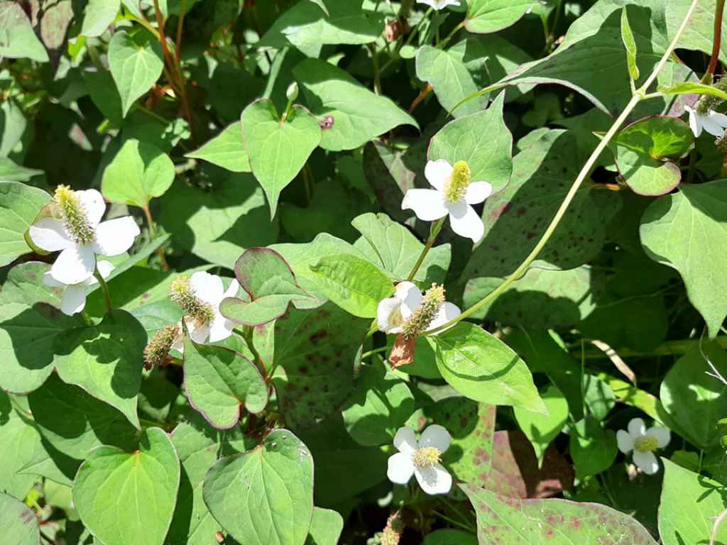 ドクダミの白い花