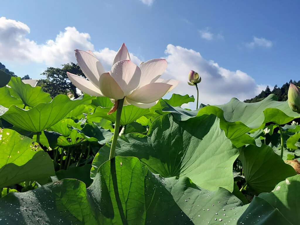 南房総里山暮らし ハスやカンナの花咲く夏 藍染めを楽しむ Turn南房総