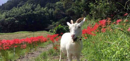 彼岸花とヤギ