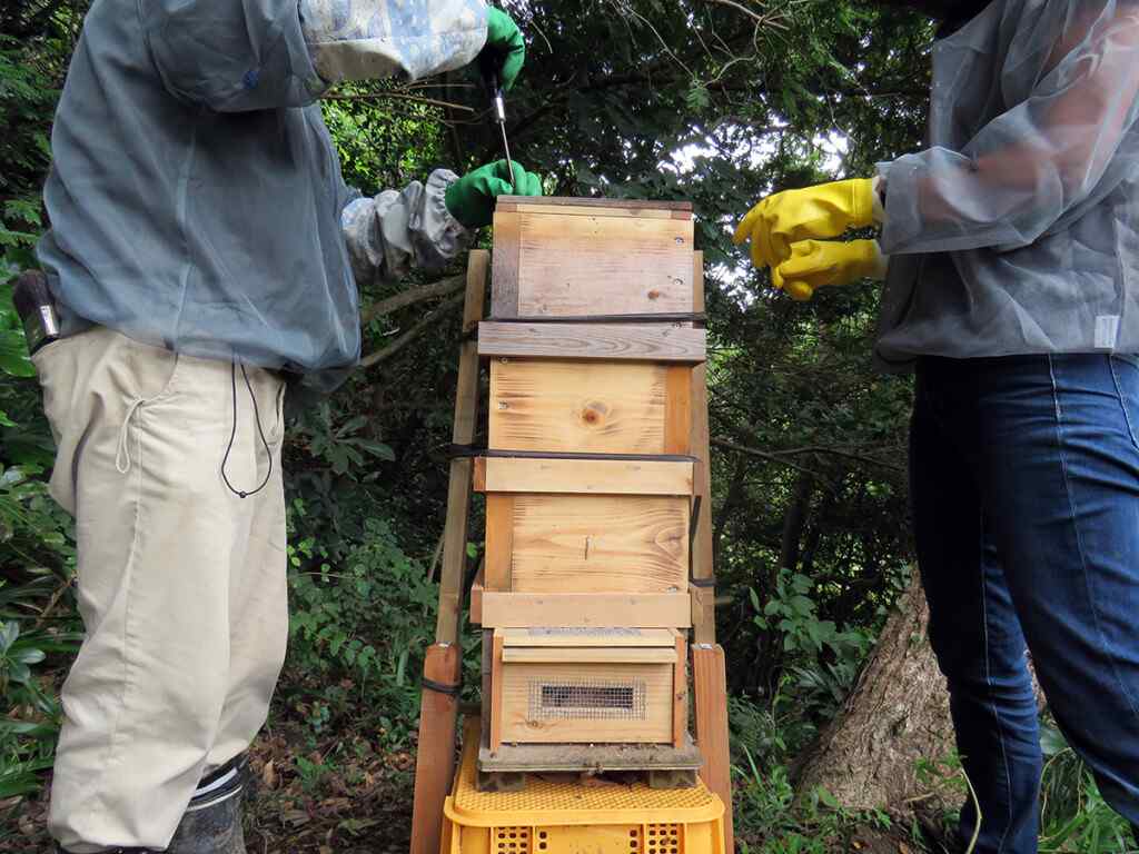 採蜜作業