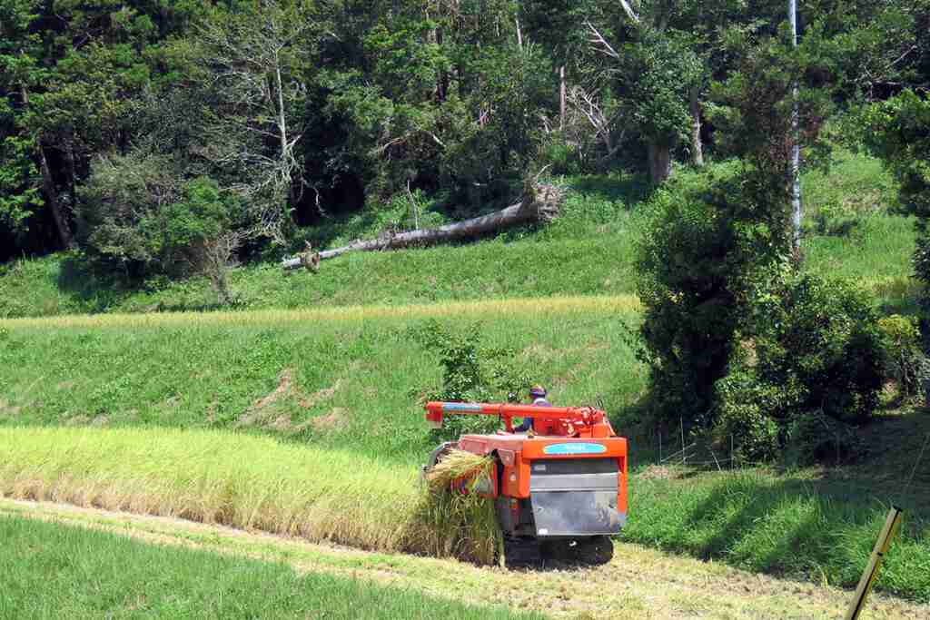 稲刈り