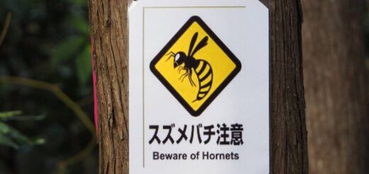 スズメバチ注意