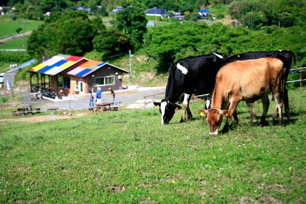 須藤牧場内にあるCalf Hatch Yohyo（カーフハッチ ヨーヨ）