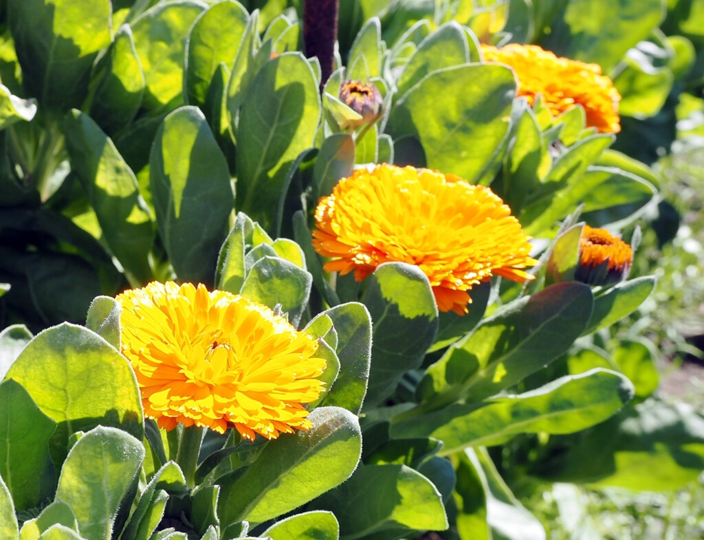 日本一の生産量を誇る、南房総市のカレンデュラ（キンセンカ）